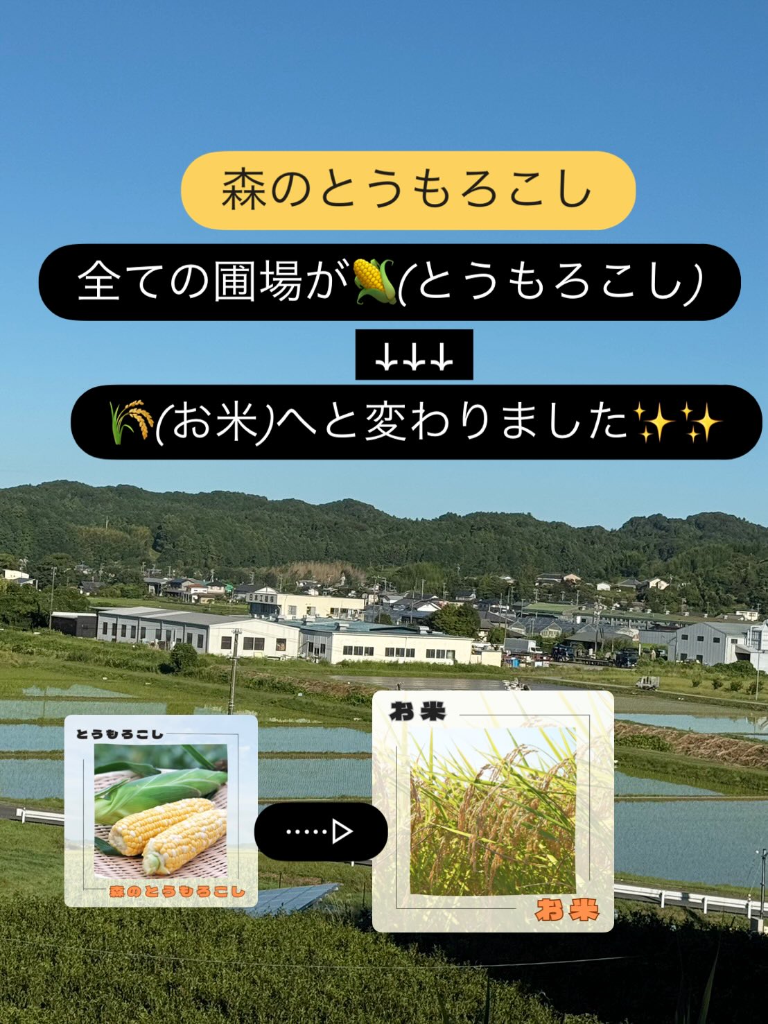 遠州森町 鈴木農園 - とうもろこし出荷量 静岡県下No.1